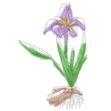 GIBSON'S Botanique racine d'iris 